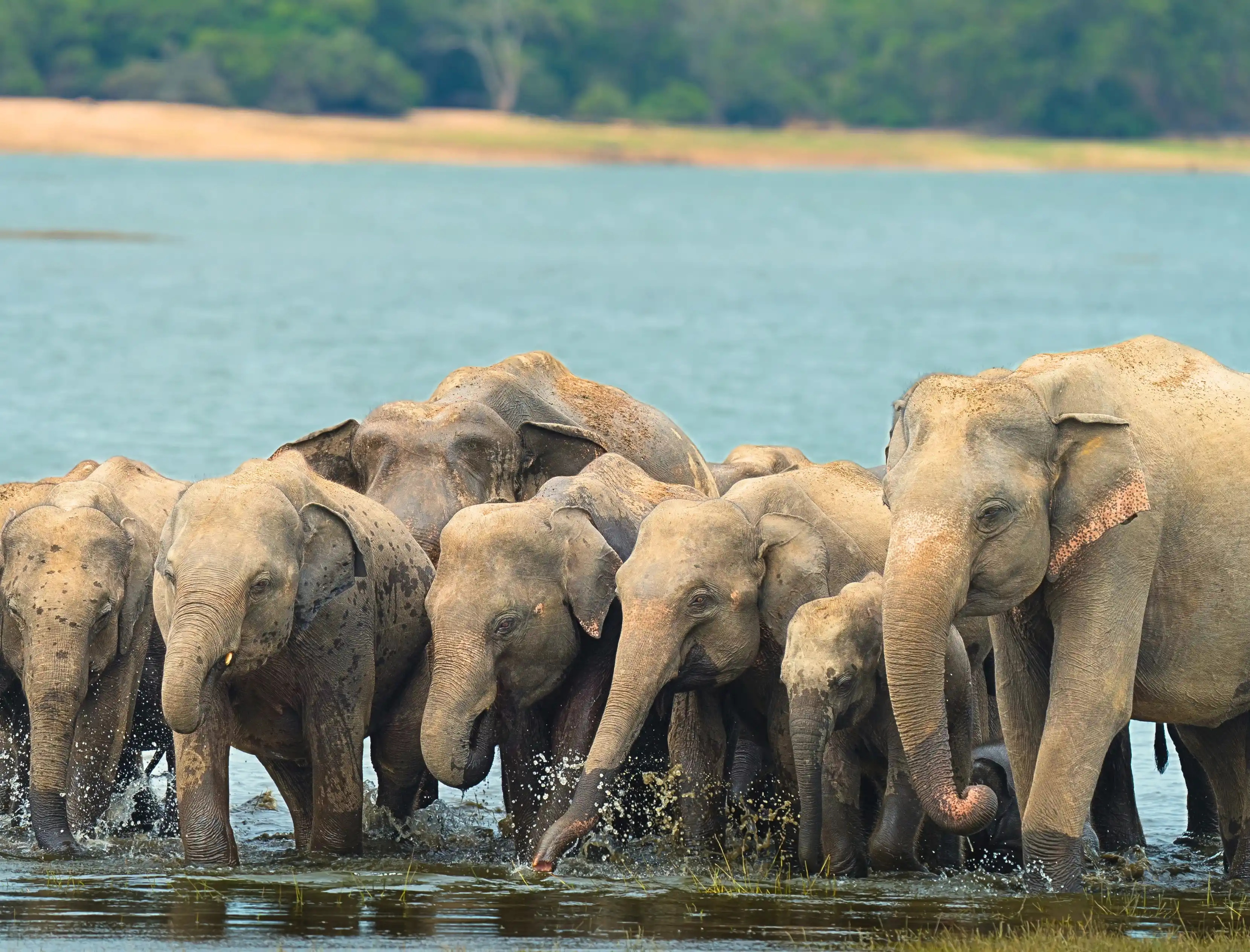 Wild Asian Elephant in Sri Lanka Safari