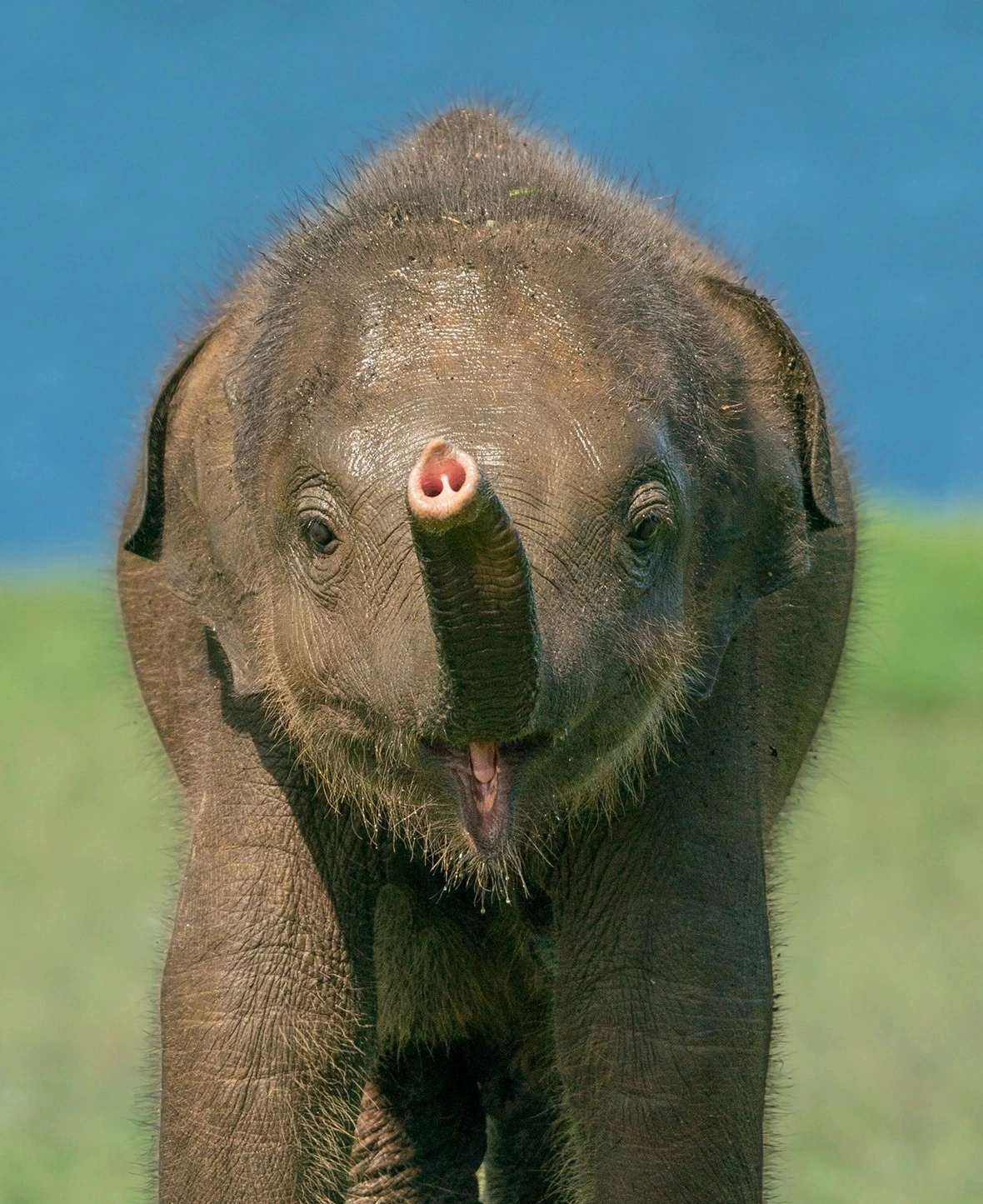 Wild Asian Elephant in Minneriya National Park Sri Lanka