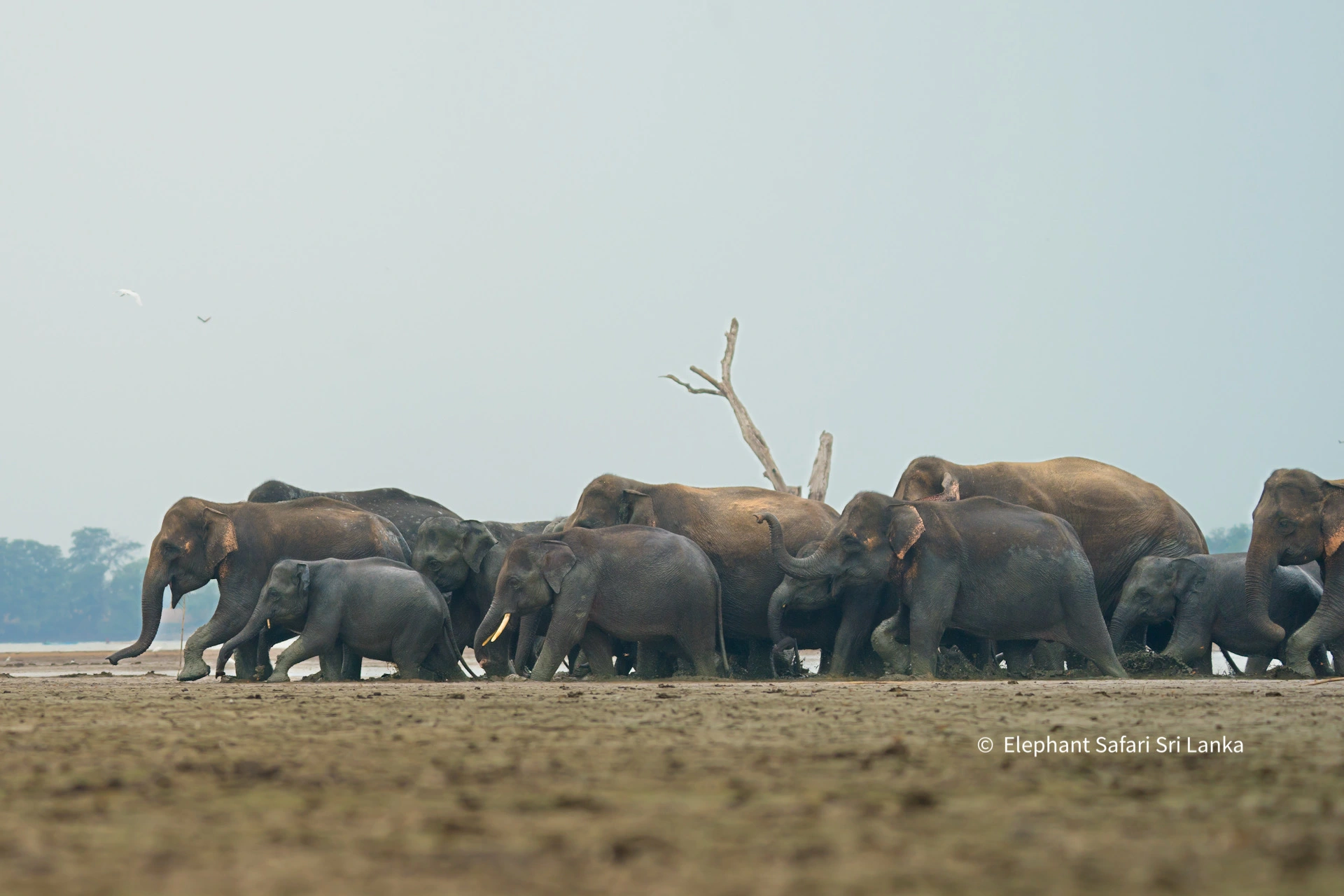 Kalawewa National Park Elephant & Tusker Safari photo 1