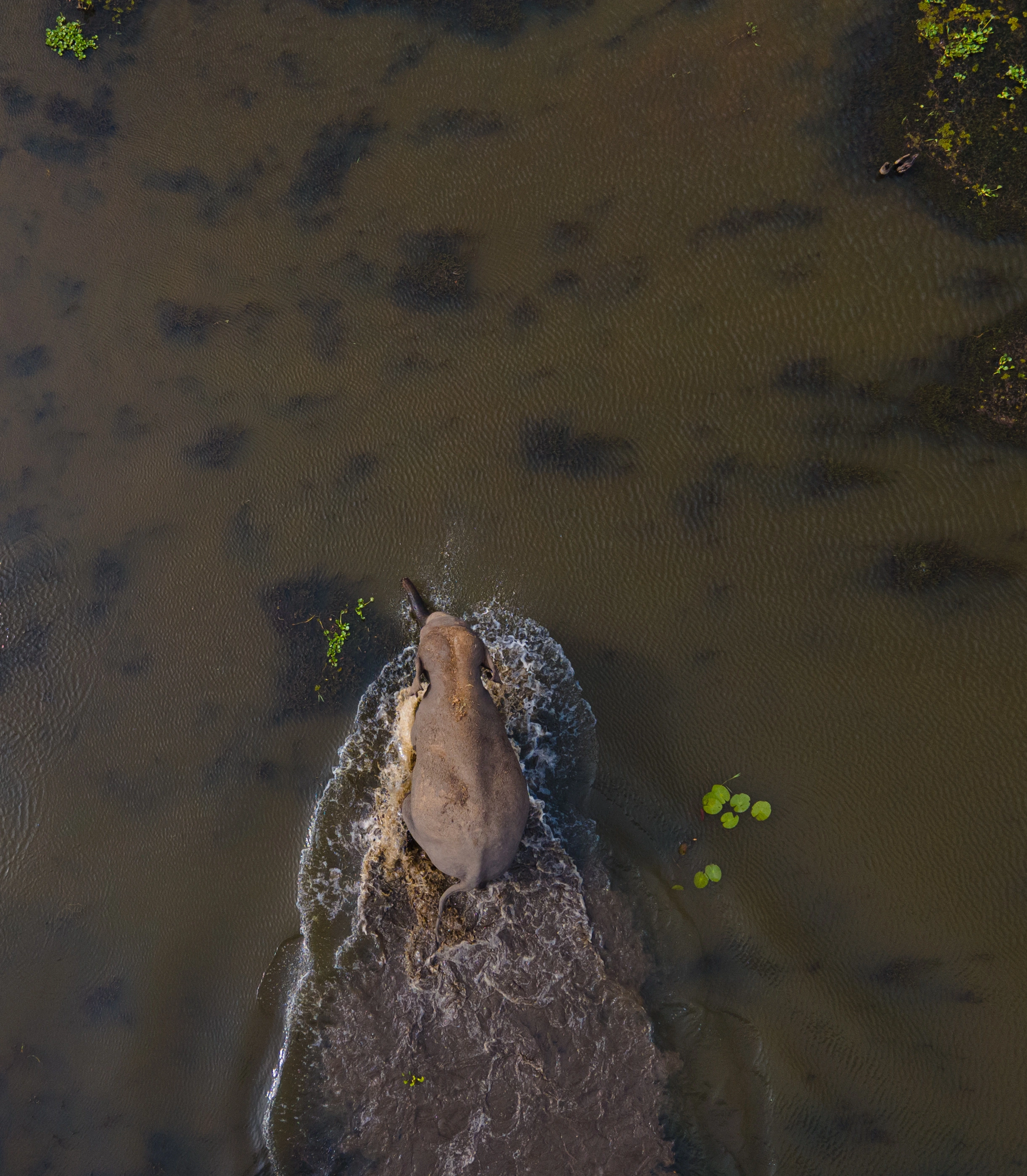 Gal Oya National Park Guided Elephant Boat Safari photo 1