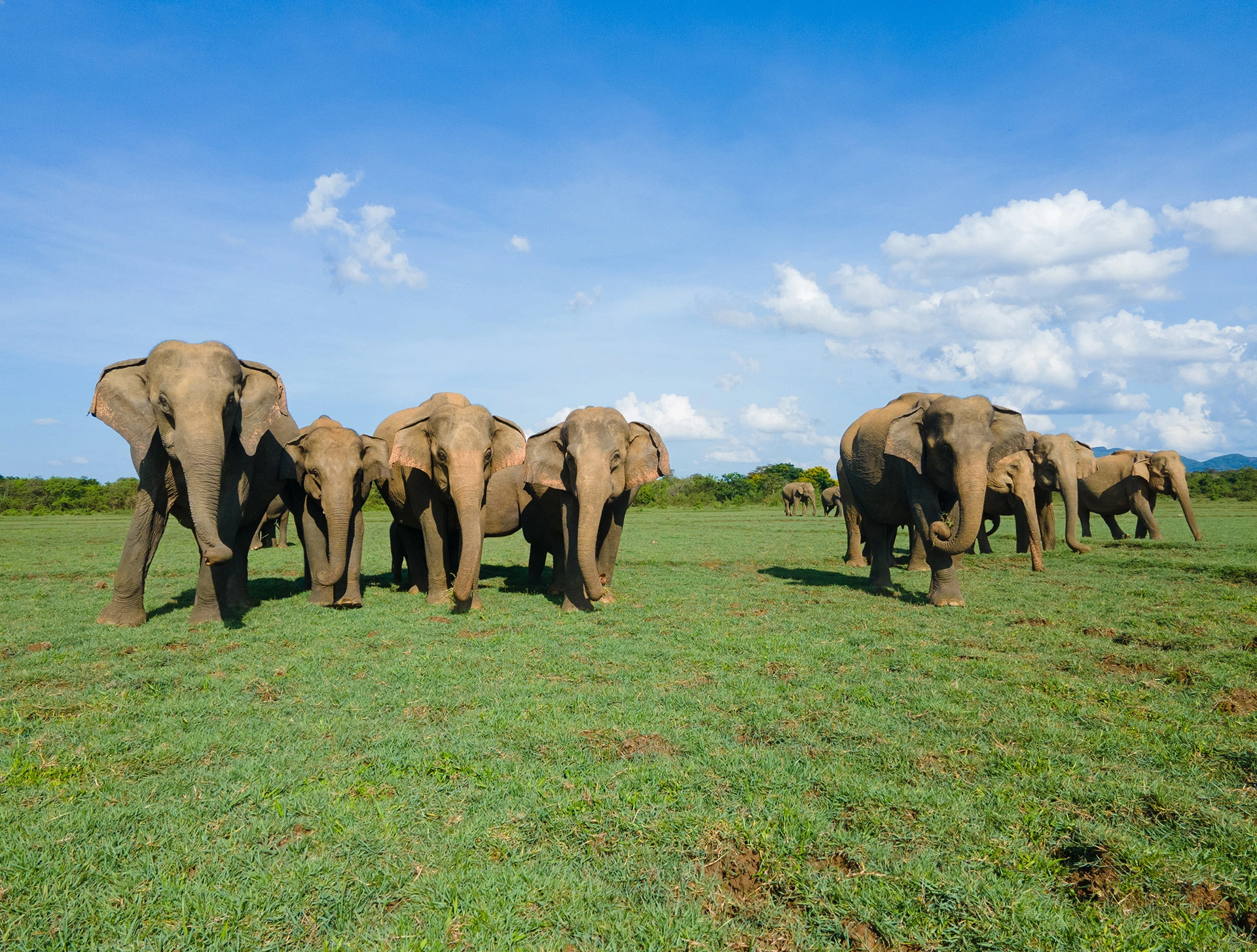 Habarana Hurulu ECO Park Best Elephant Jeep Safari photo 2