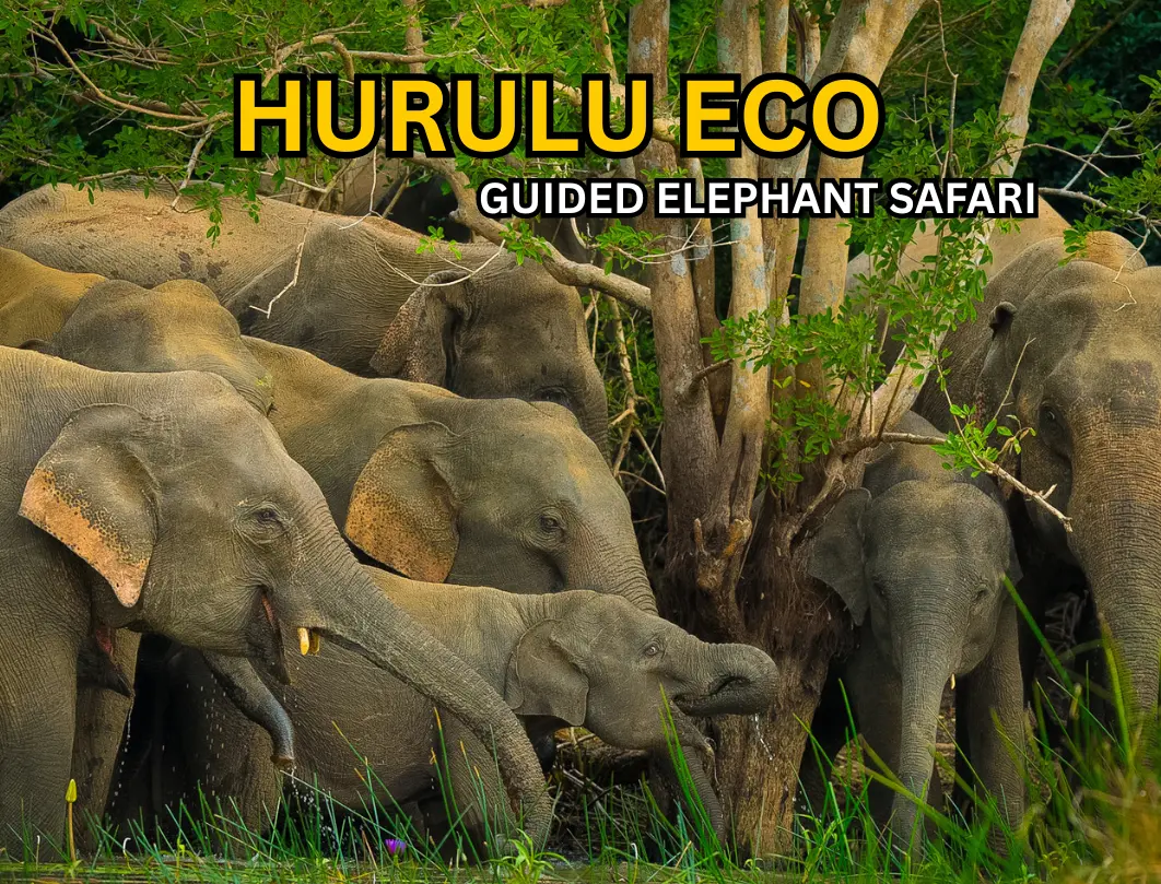 Habarana Hurulu ECO Park Best Elephant Jeep Safari