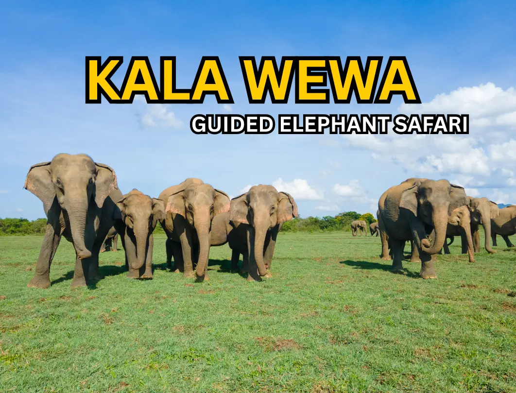 Kalawewa National Park Elephant & Tusker Safari