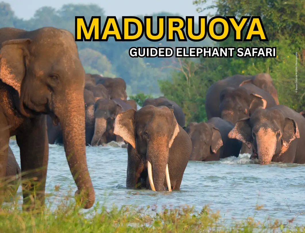 Maduru Oya National Park Wildlife Safari