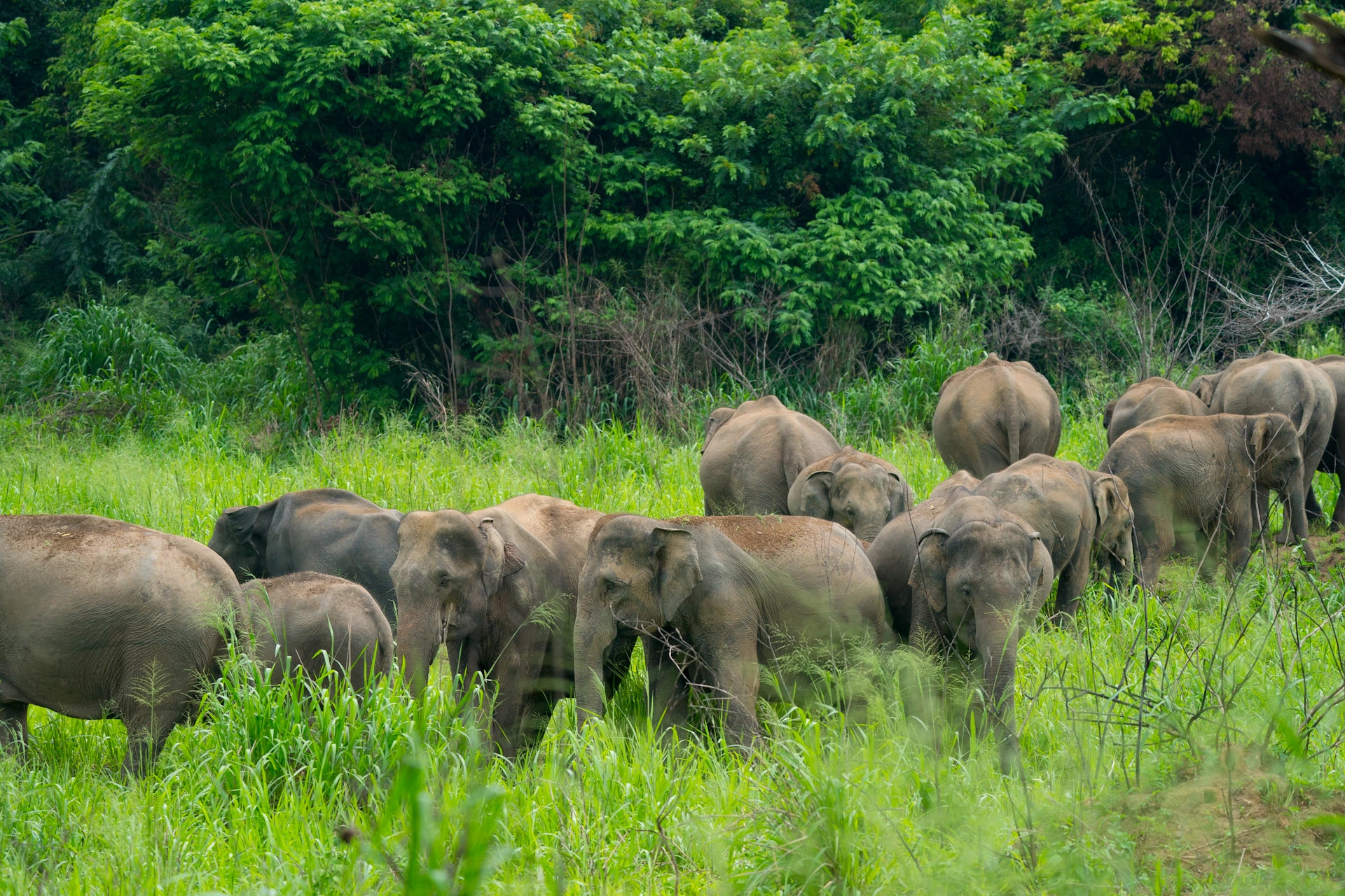 Maduru Oya National Park Wildlife Safari photo 2