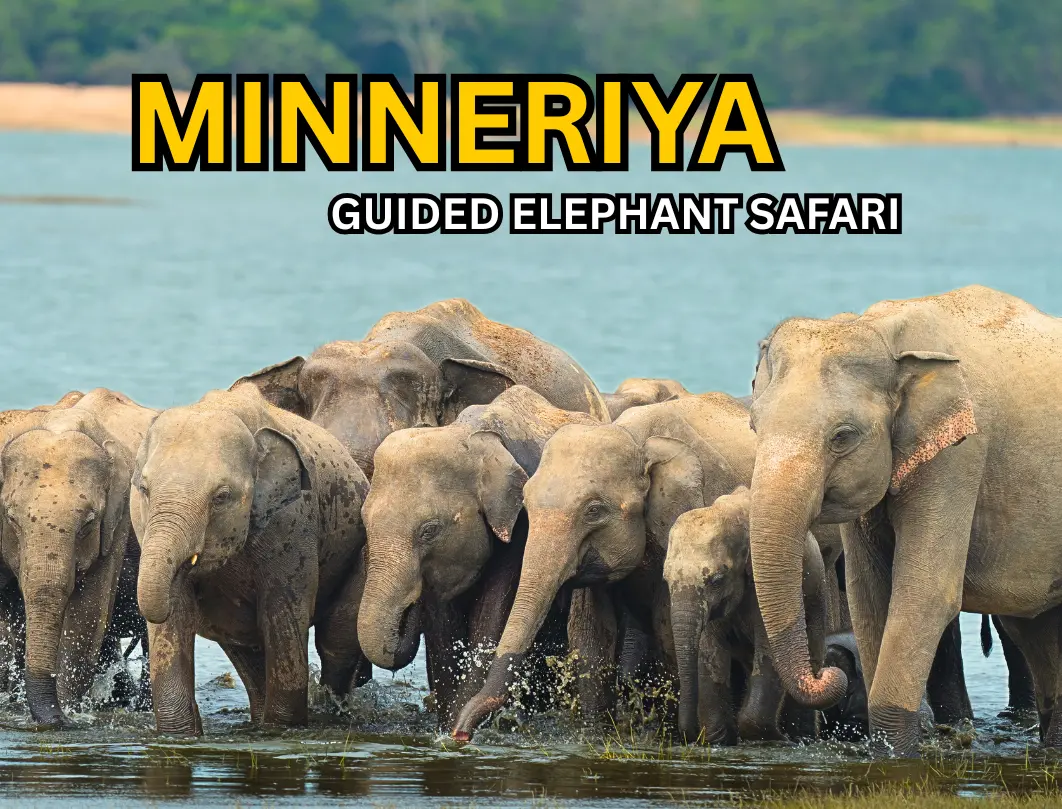 Minneriya National Park Best Safari Jeep Tour