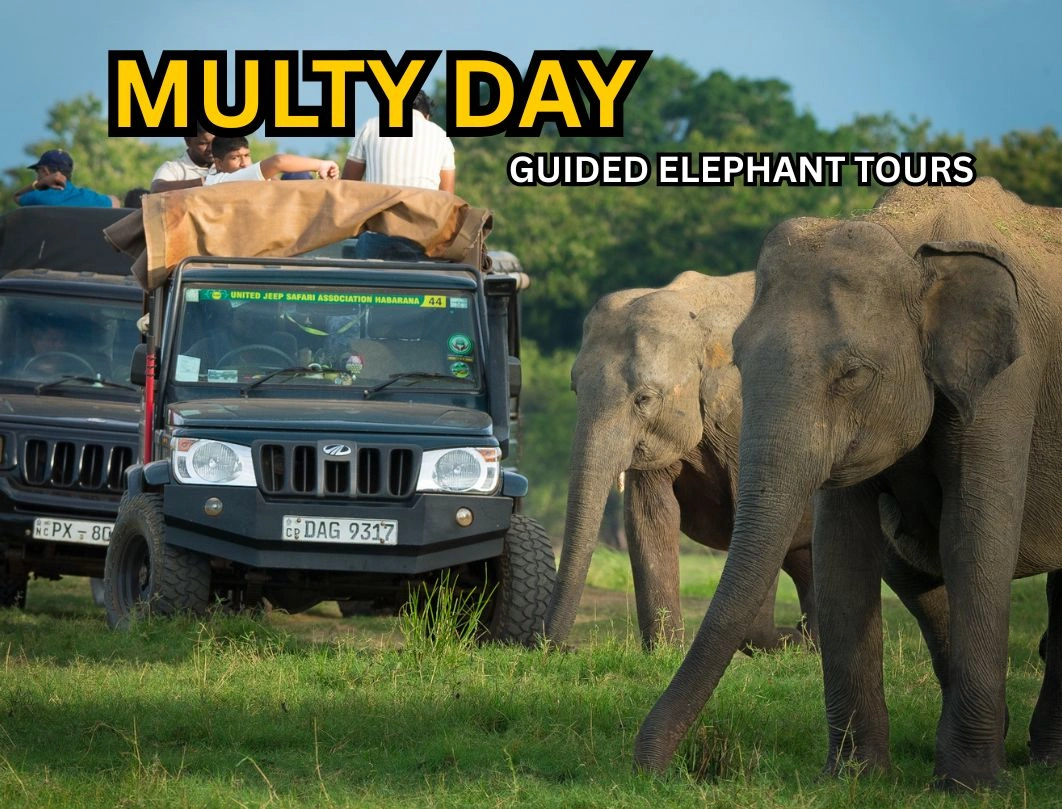 Multi-Day Sri Lankan Elephant Photography & Wildlife Expedition
