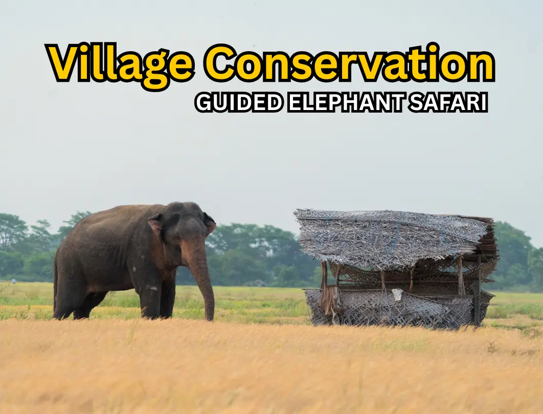 Elephant Behaviour & Conservation Photography Expedition – Sri Lanka