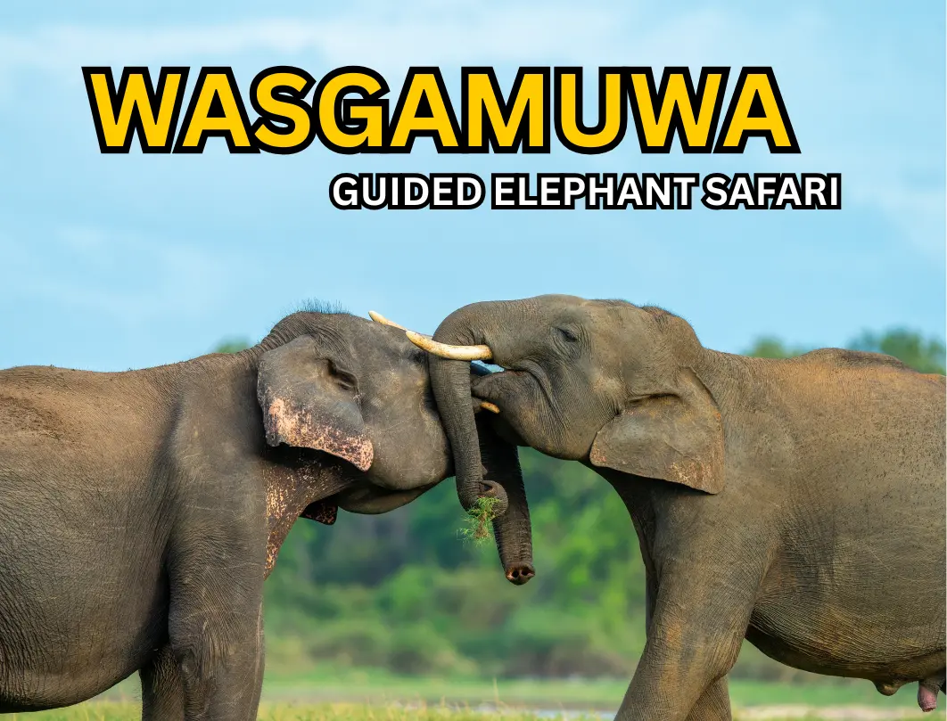 Wasgamuwa National Park Best Elephant Jeep Safari