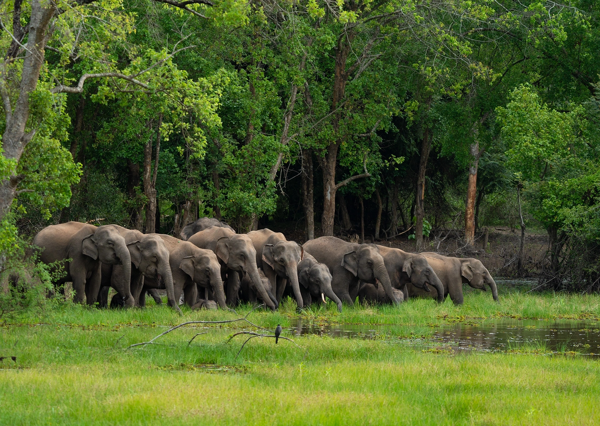Wasgamuwa National Park Best Elephant Jeep Safari photo 1